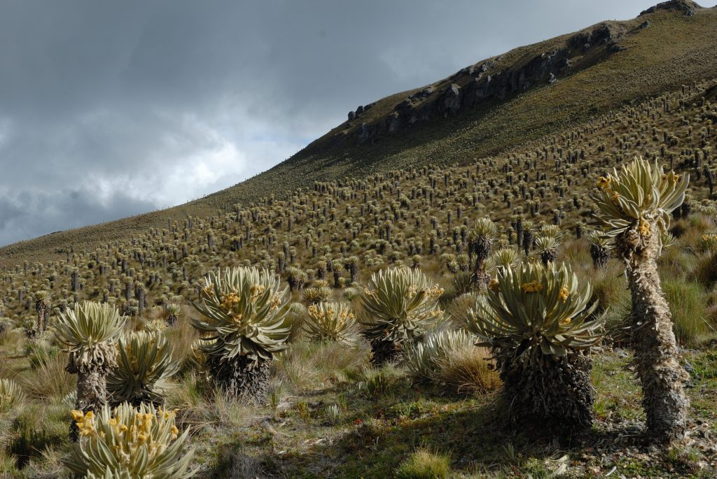Hiking the Parque de los Nevados, Colombia