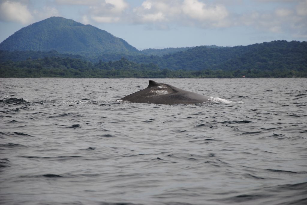 Whalewatching on Pacific Coast of Colombia, Choco