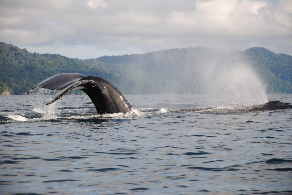 Whalewatching on Pacific Coast of Colombia, Choco