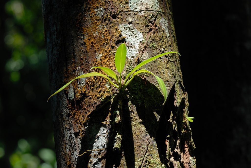 Leaves, flowers, seeds. Reserva Palmar&iacute;, Amazonas