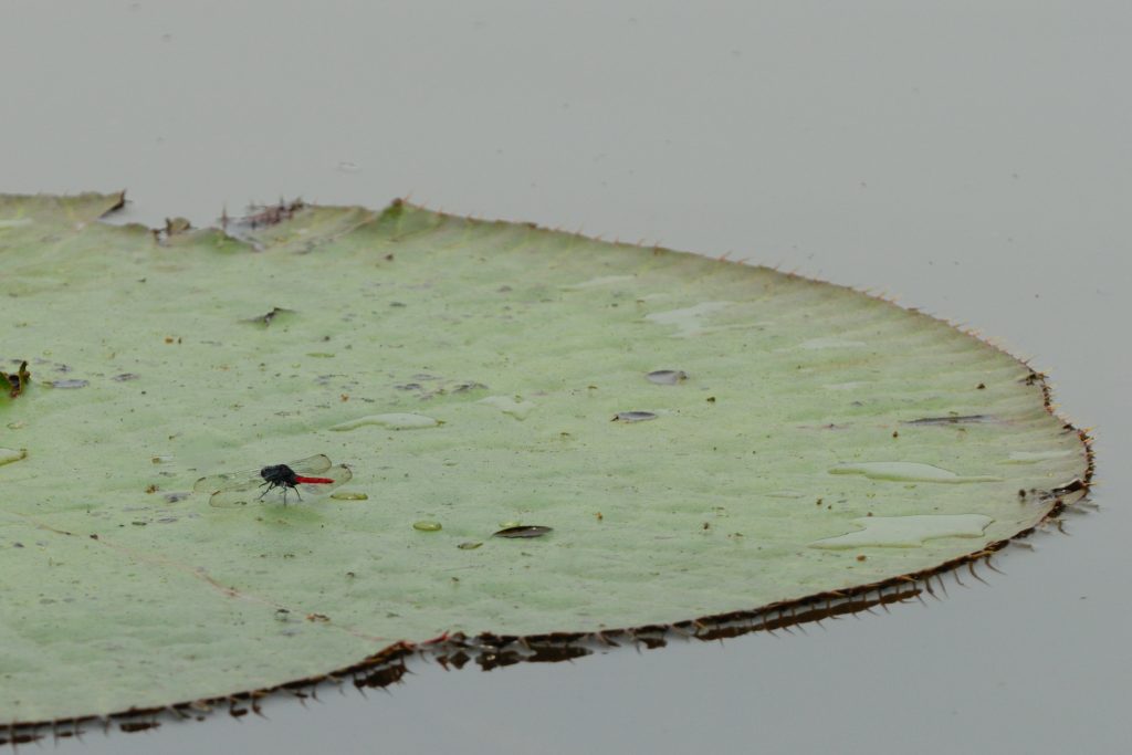 Victoria regia (Victoria amazonica)