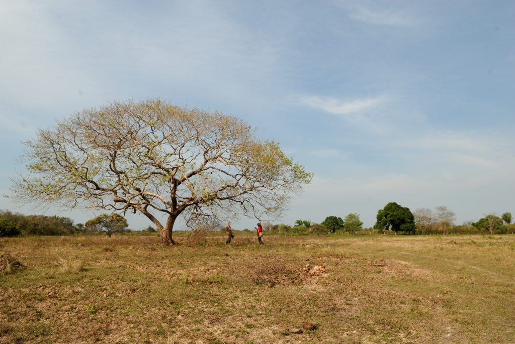 Savanna Side-necked Turtle (Podocnemis vogli)