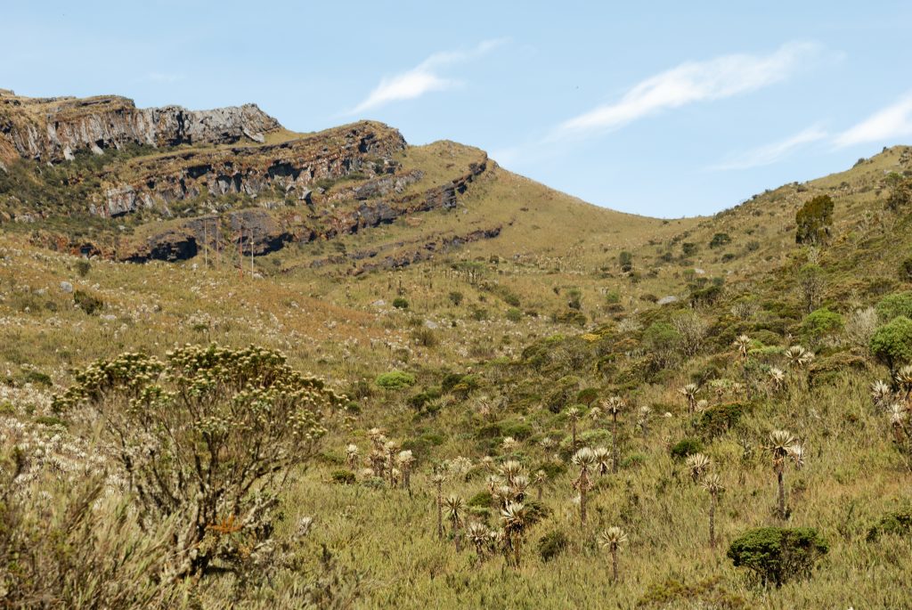 Frailejones, Páramo de Chingaza, near Bogotá