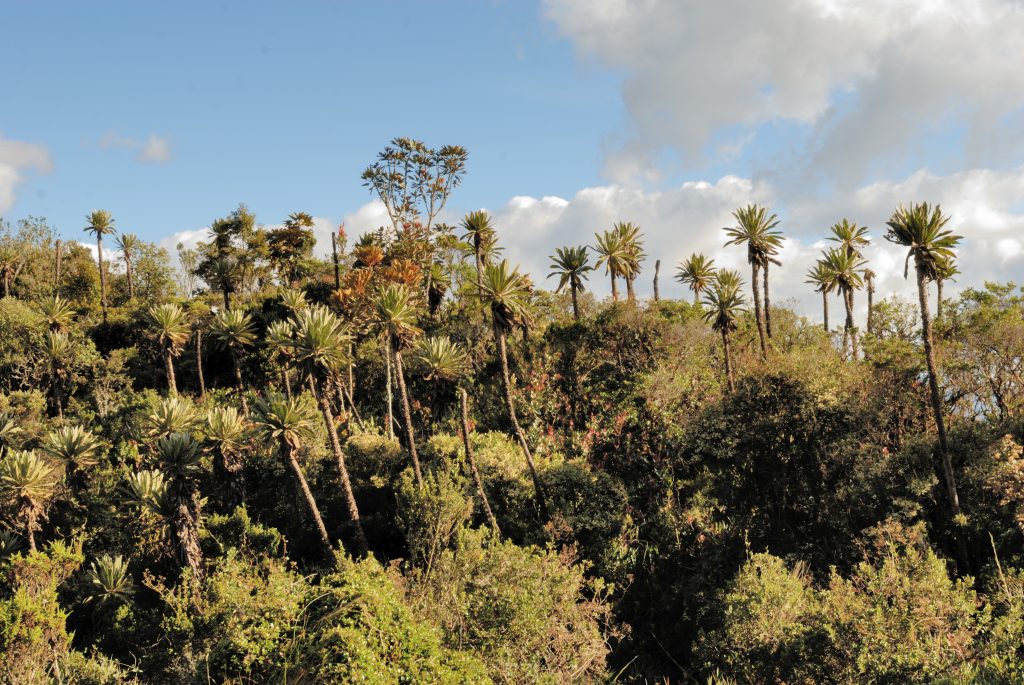 Frailejones, Páramo de Chingaza, near Bogotá