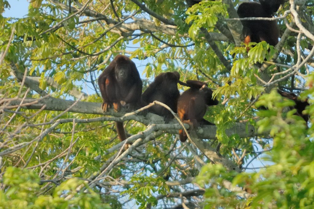 Howler Monkeys (Aloulatta sp.)