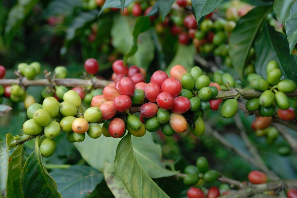 Coffee fruits hanging from the branch, Finca San Alberto, Buenav