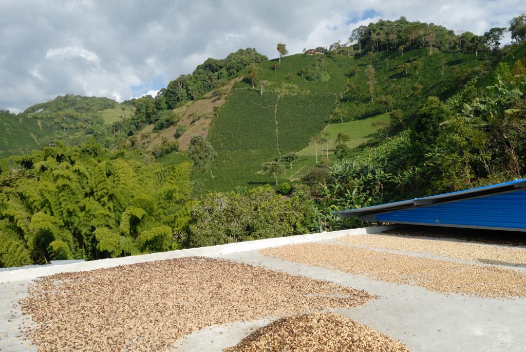 Dry Coffee Beans, Finca San Alberto, Buenavista Quindío