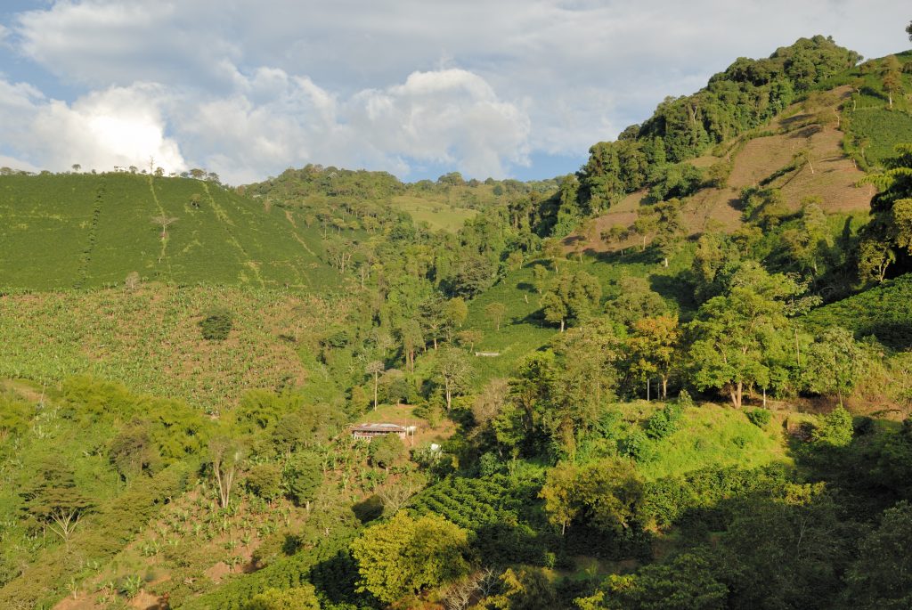 Coffee Finca San Alberto, Buenavista, Quindío
