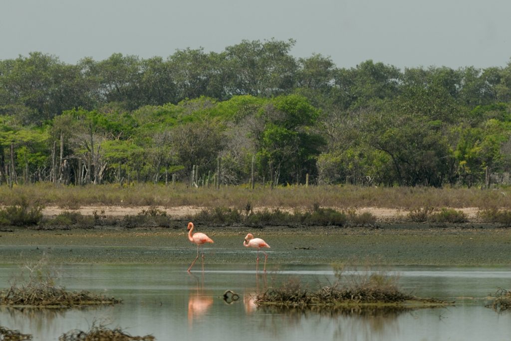 Flamingos (Phoenicopterus roseus), Santuario de Flora y Fauna Lo