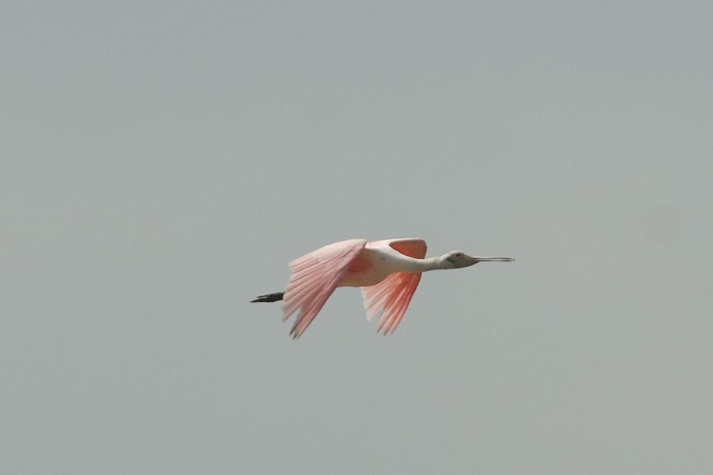 Roseate Spoonbill (Platalea ajaja), Guajira