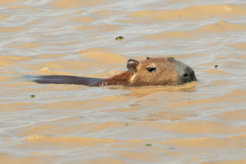 Capybara (Hydrochoerus hydrochaeris)