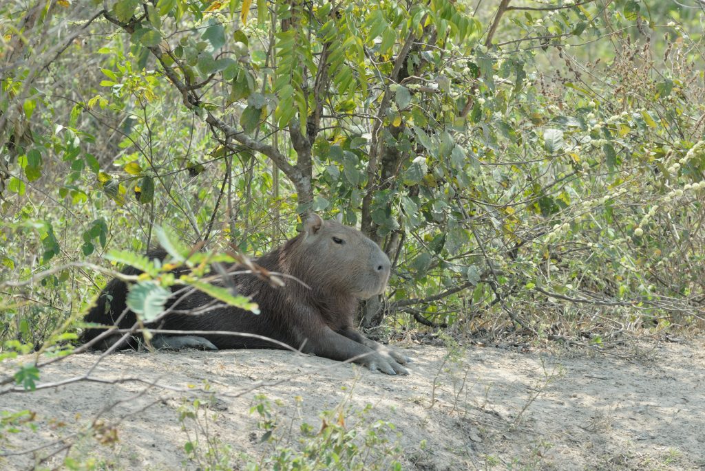 Capybara (Hydrochoerus hydrochaeris)