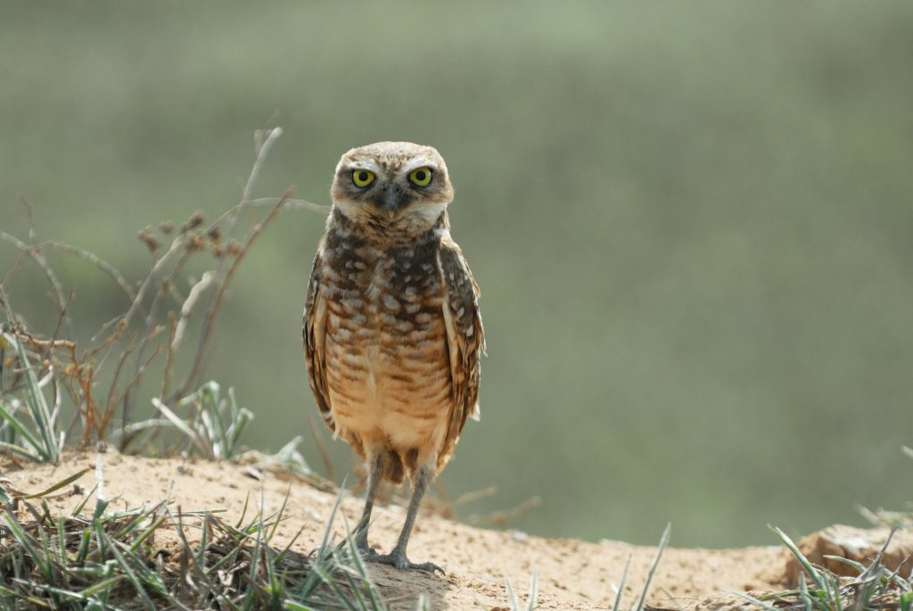 Burrowing Owl (Athene cunicularia)