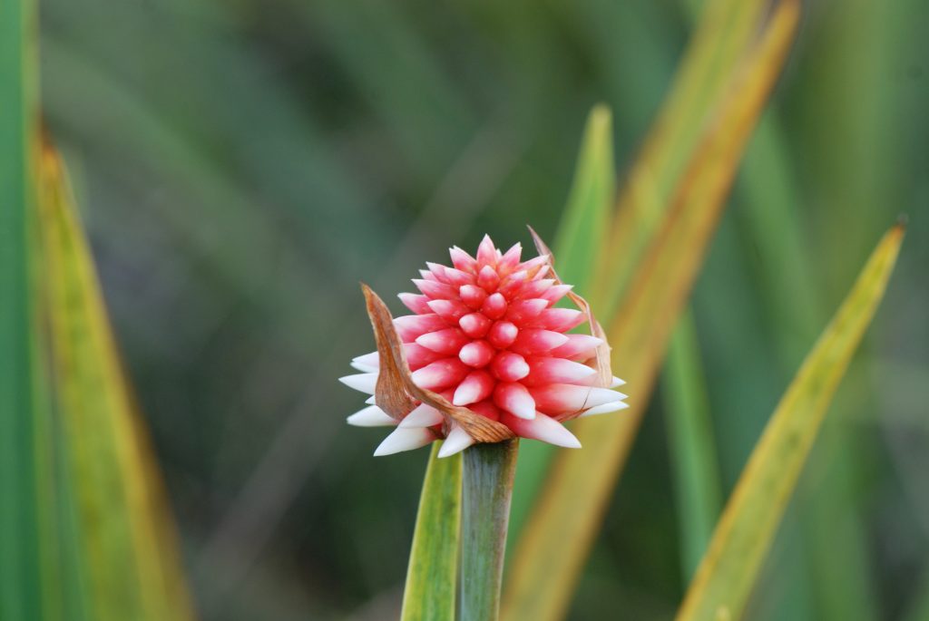 Flor de In&iacute;rida (Schoenocephalium teretifolium)