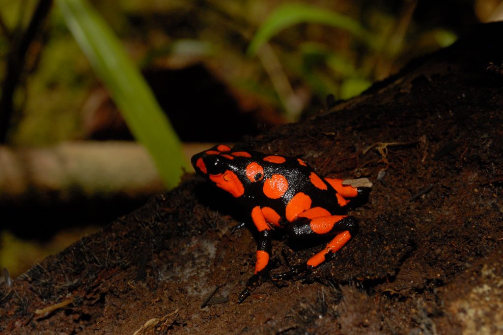 Bunter Pfeilgiftfrosch