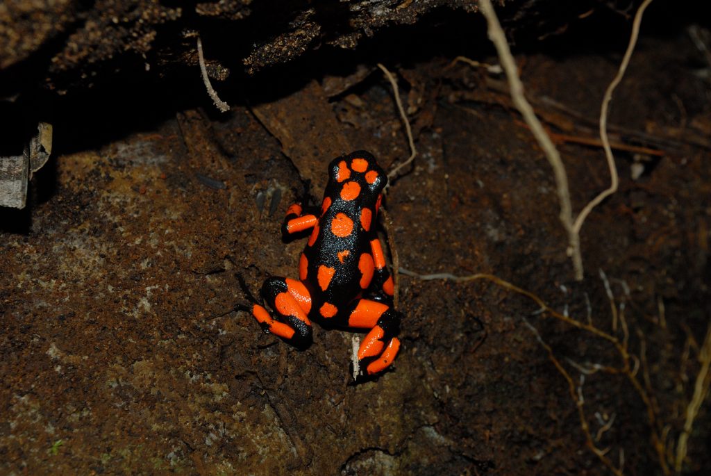 Bunter Pfeilgiftfrosch