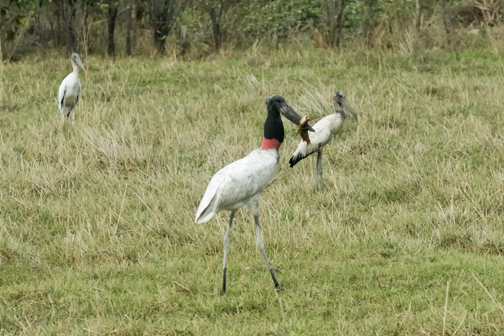 Jabiru (Jabiru mycteria)