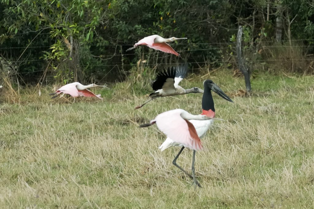 Jabiru (Jabiru mycteria)