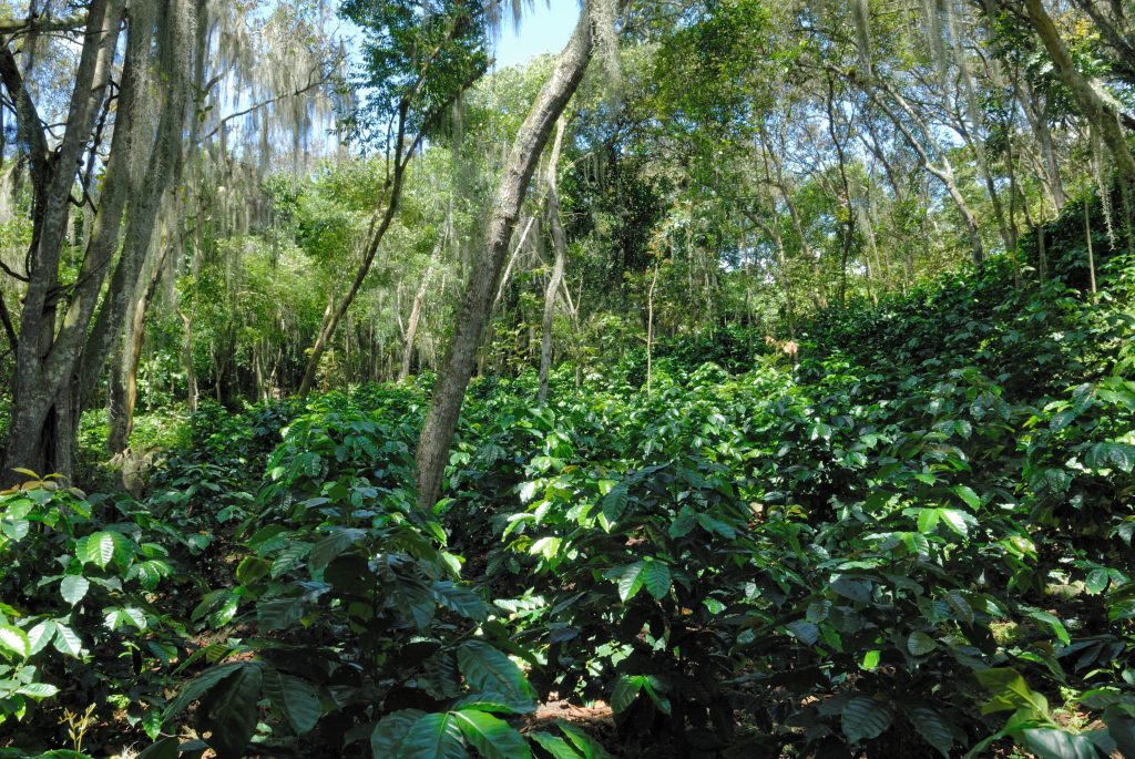 Coffee farm, near Barichara