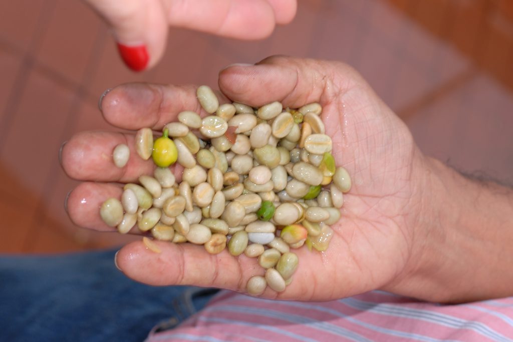 Cultivation and processing of coffee, Santander