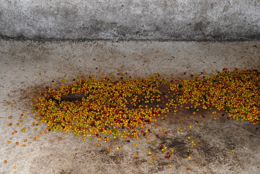 Cultivation and processing of coffee, Santander