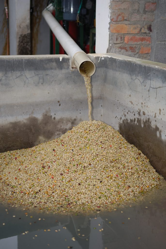 Cultivation and processing of coffee, Santander