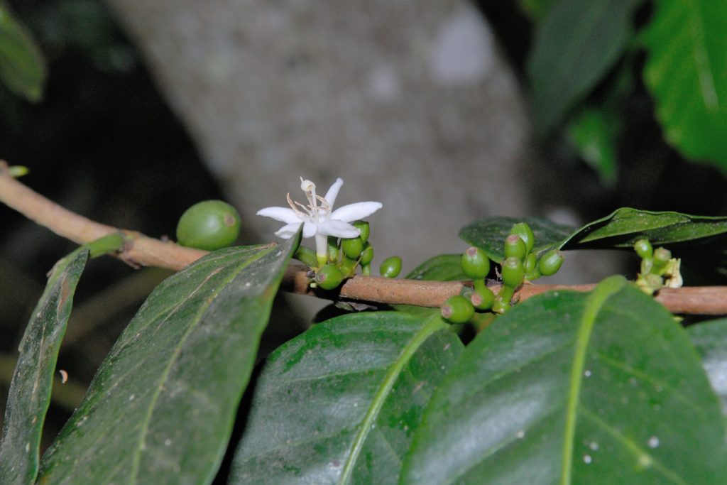 Coffee flowers and fruits, Santander