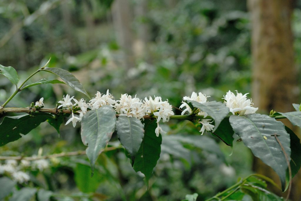 Coffee flowers, Santander