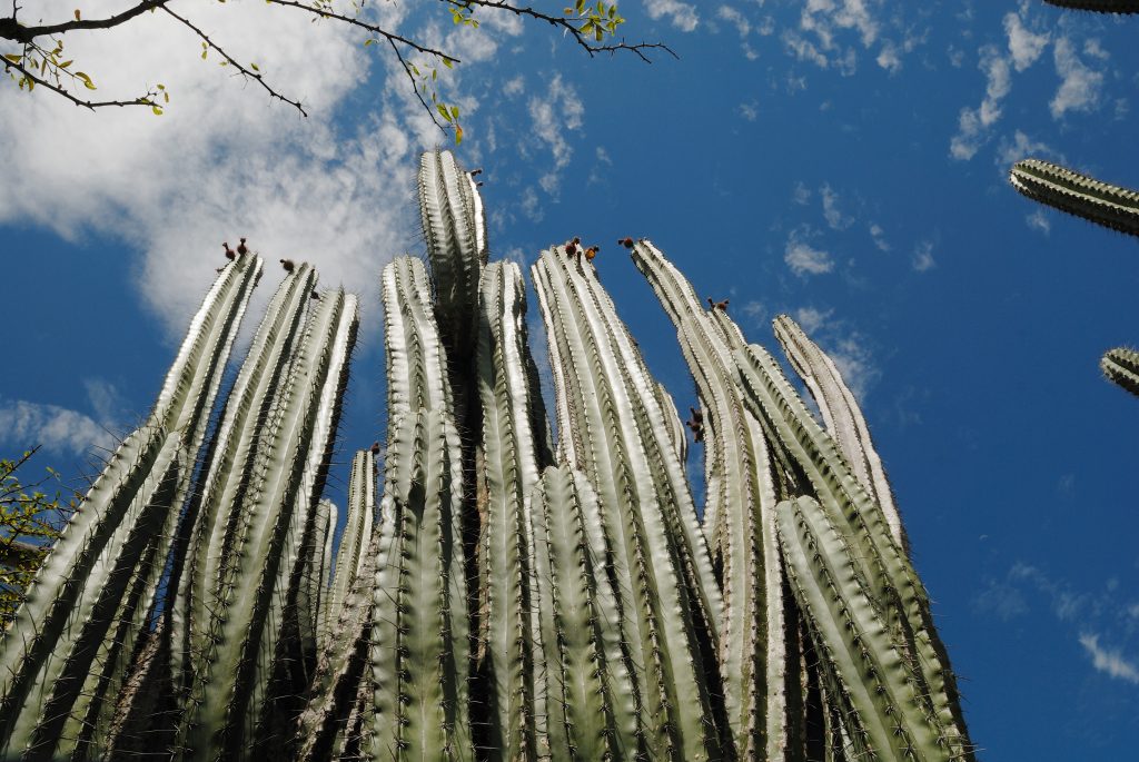 Tatacoa desert, Huila