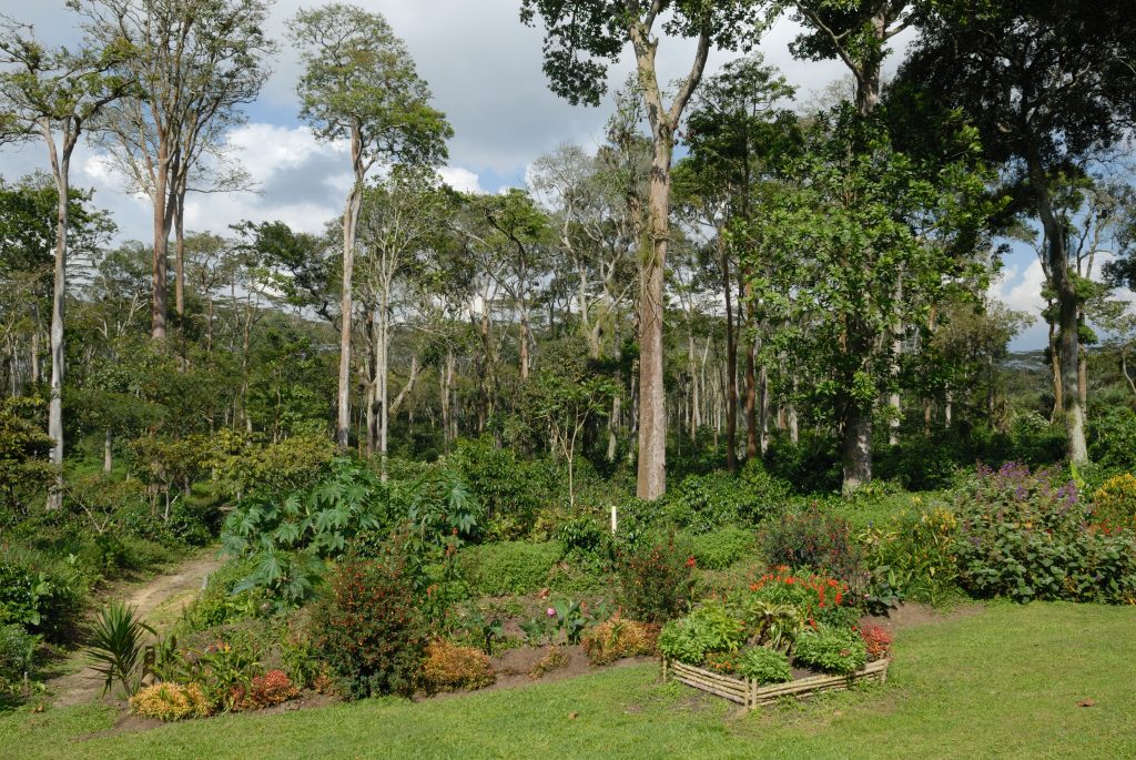 Hacienda El Roble, Mesa de los Santos, Santander