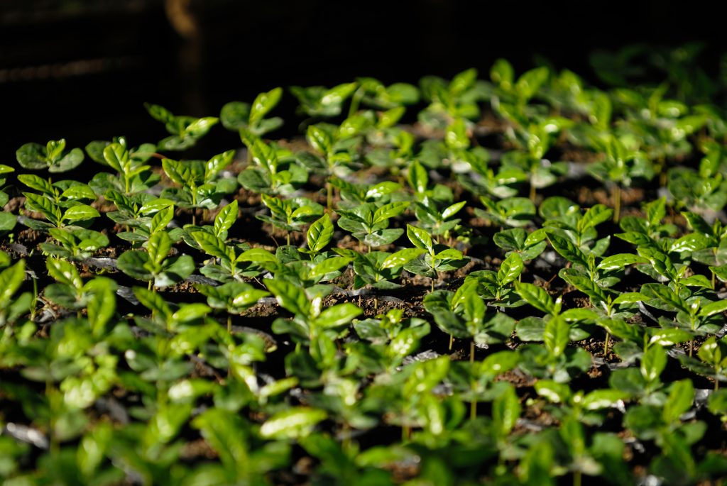 Coffee seedlings, Los Santos, Santander