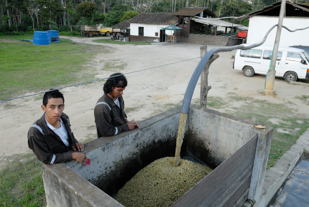 Washing the coffee grains before drying, Los Santos, Santander