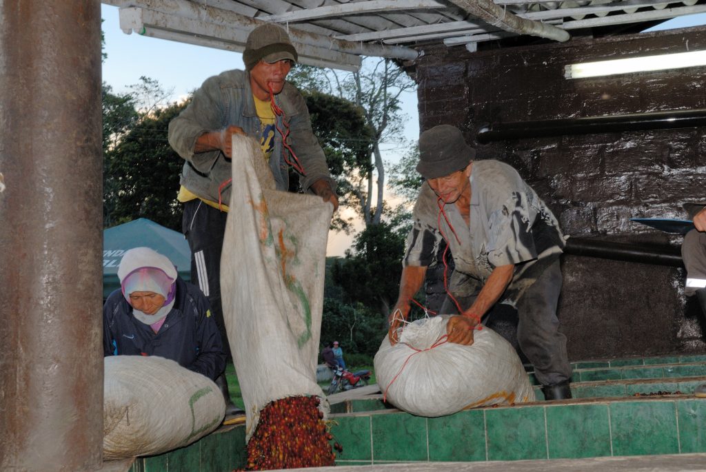 The weighted coffee is braucht for peeling, Los Santos, Santande