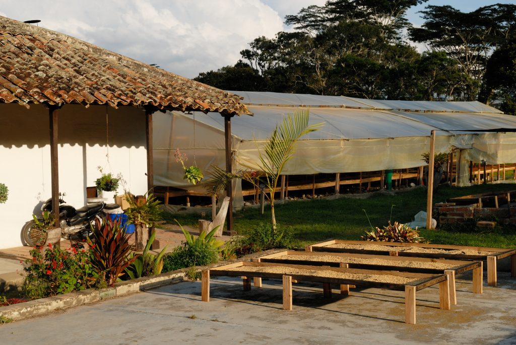 Drying of coffee beans, Los Santos, Santander