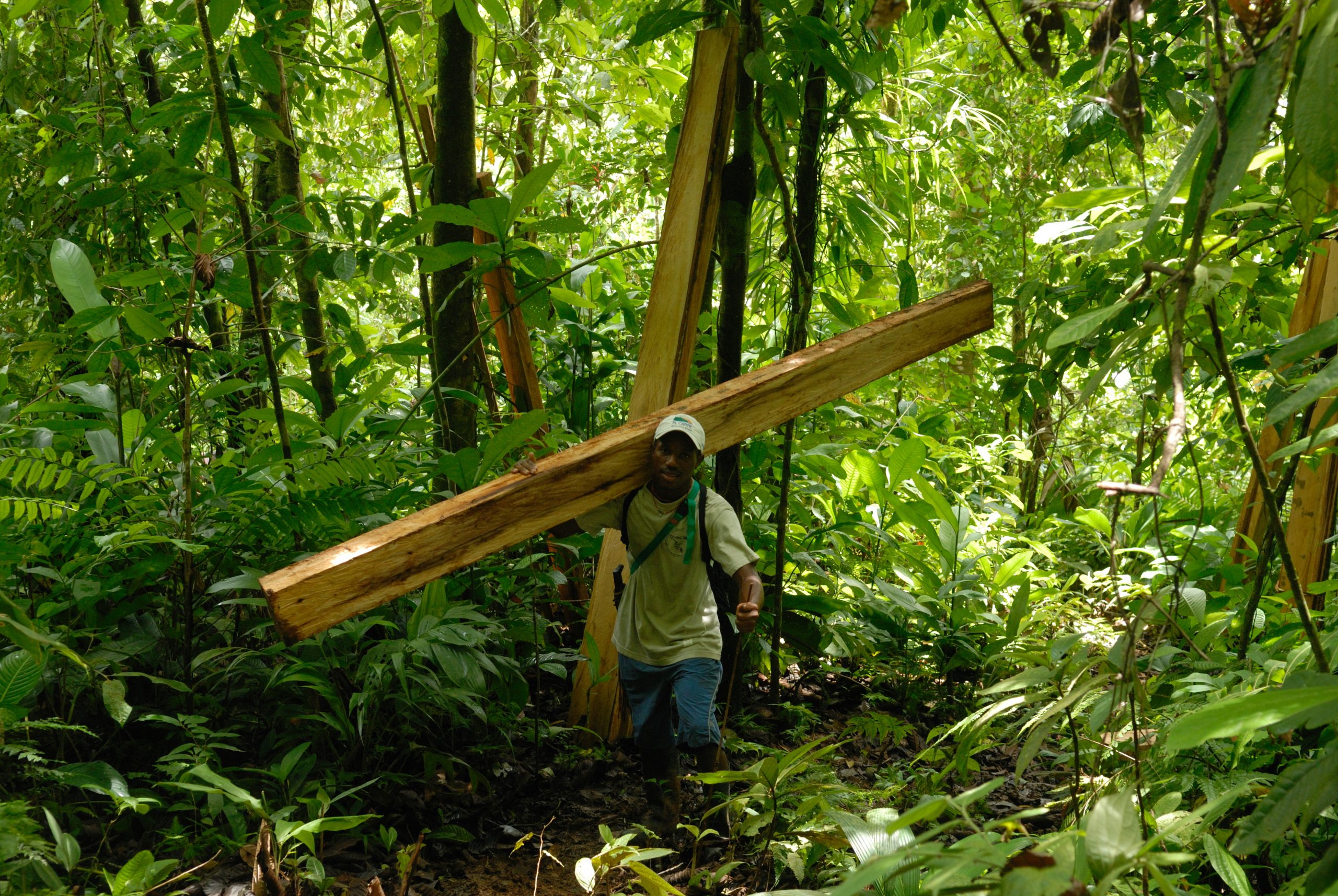 Felled trees in the rainforest, near El Cantil, Chocó