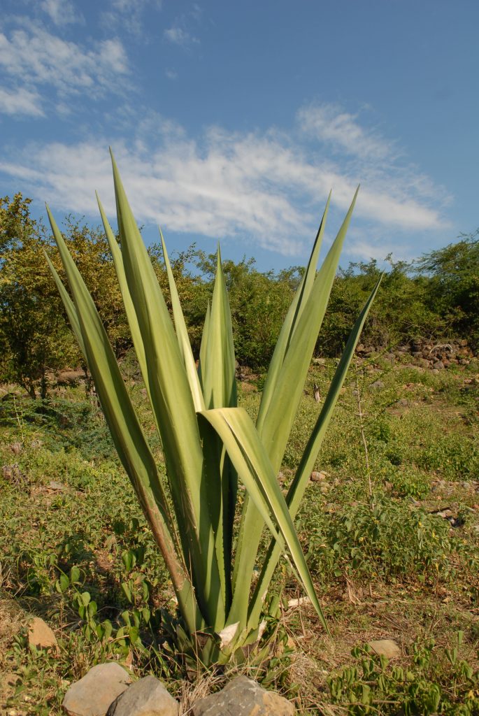 Fique (Furcraea andina), an Agave species, near Barichara