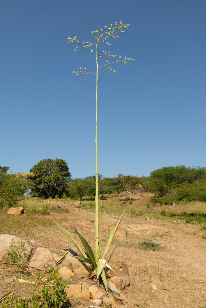 Fique (Furcraea andina), an Agave species, near Barichara