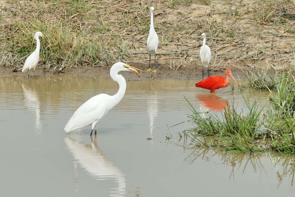 Scarlet Ibis (Eudocimus ruber) and Great Egret (Ardea alba)