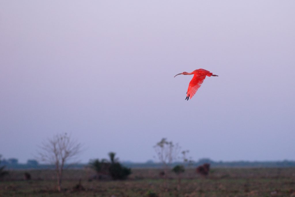 Scarlet Ibis (Eudocimus ruber)