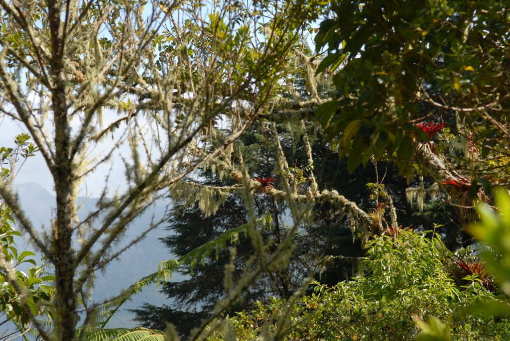 Cloud forest, Reserva El Dorado, Sierra Nevada de Santa Marta