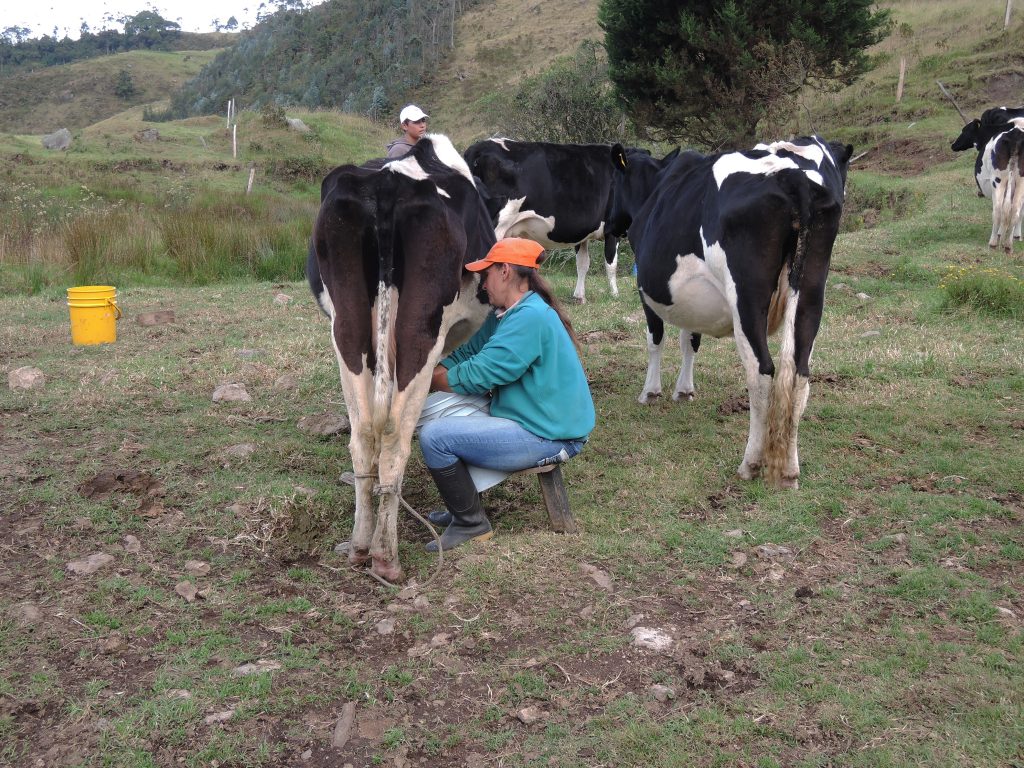 Farm scene Sabana de Bogota