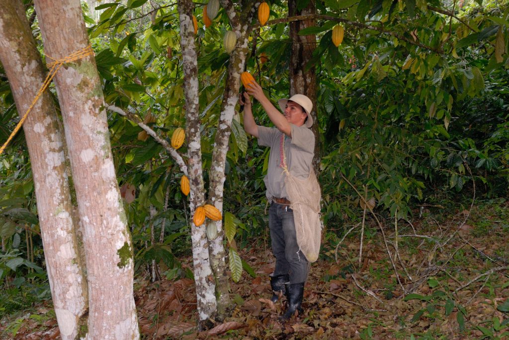 Cocoa, San Vicente de Chucurí