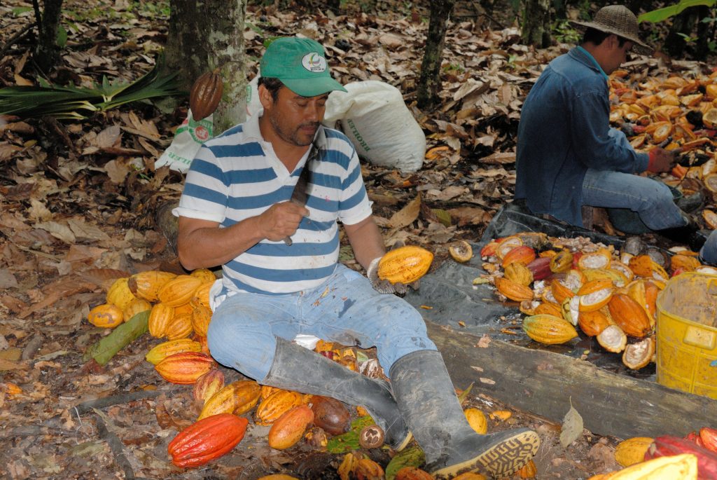 Cocoa, San Vicente de Chucurí
