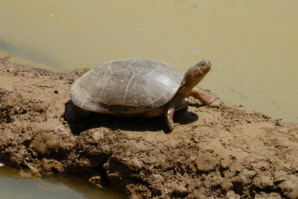 Savanna Side-necked Turtle (Podocnemis vogli)