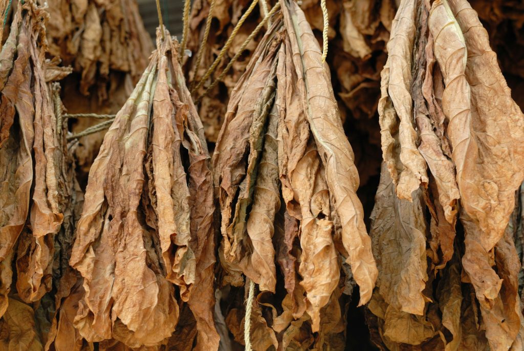 Tobacco leaves, Cañón del Chicamocha, Santander