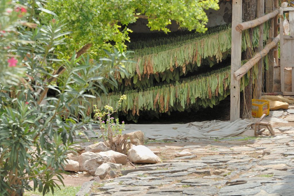 Tobacco leaves, Cañón del Chicamocha, Santander