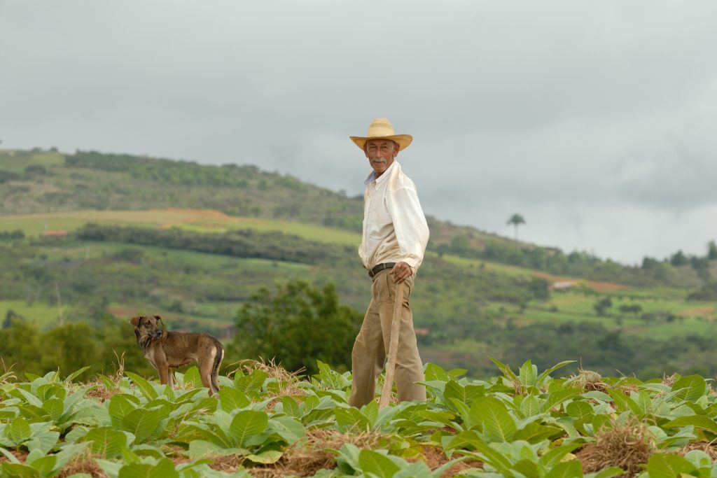 Farmer in tobacco plantation, near Barichara