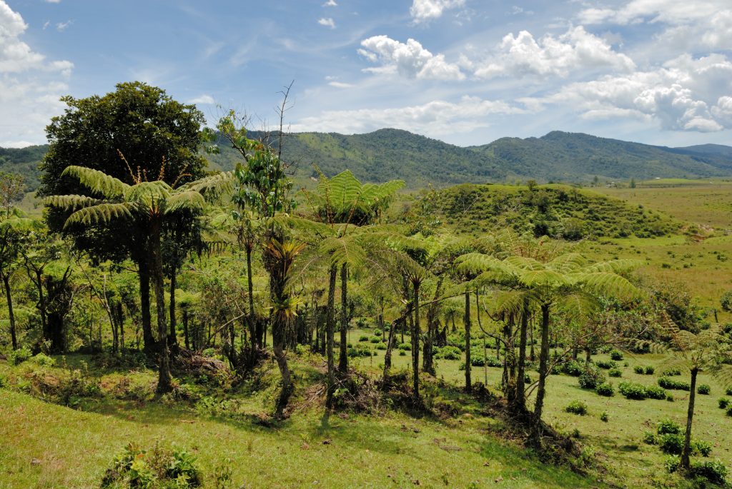 Tree ferns in Virolín, Santander