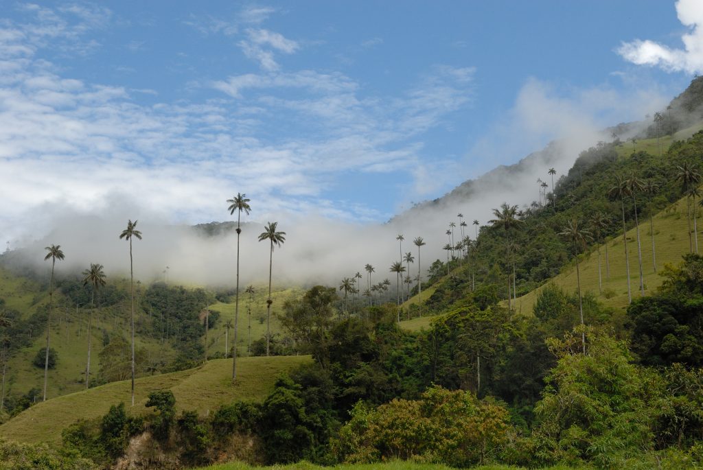 Waxpalms (Ceroxylon quindiuense), Valle de Cocora