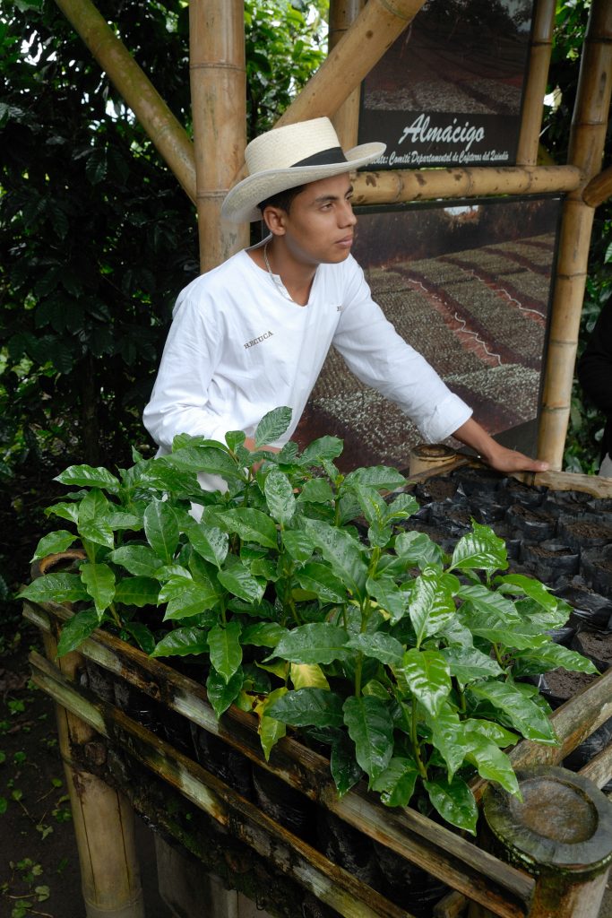 Plántulas de café, cerca a Armenia